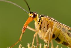 wojsiłka foto. Wojciech Ostapowicz