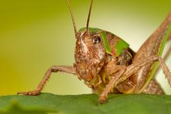 szarańczak foto. Wojciech Ostapowicz