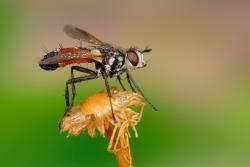 muchówka foto. Wojciech Ostapowicz