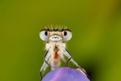 łątka dzieweczka foto. Wojciech Ostapowicz