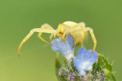 pająk kwietnik foto. Wojciech Ostapowicz