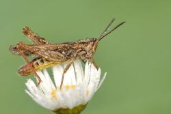 szarańczak foto. Wojciech Ostapowicz