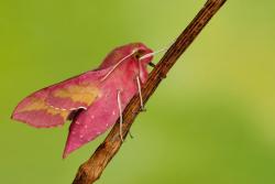 zmrocznik pazik foto. Wojciech Ostapowicz