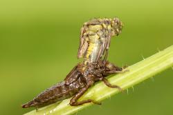 gadziogłówka pospolita foto. Wojciech Ostapowicz