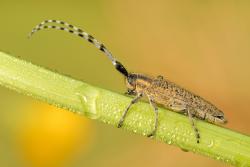 zgrzytnica zielonawa foto. Wojciech Ostapowicz