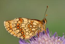 przeplatka foto. Wojciech Ostapowicz