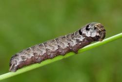 zmrocznik pawik foto. Wojciech Ostapowicz