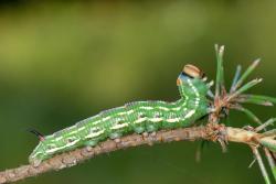 zawisak borowiec foto. Wojciech Ostapowicz