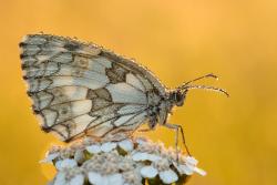 szachownica polowiec foto. Wojciech Ostapowicz