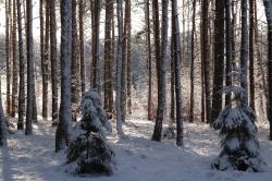 foto. Wojciech Ostapowicz