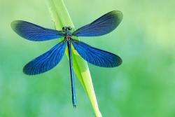 świtezianka dziewica foto. Wojciech Ostapowicz