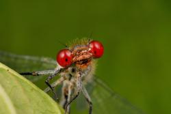 oczobarwica większa foto. Wojciech Ostapowicz