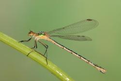 pałątka pospolita foto. Wojciech Ostapowicz