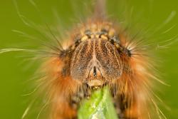 barczatka napójka foto. Wojciech Ostapowicz