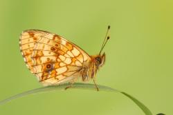 dostojka ino 
foto. Wojciech Ostapowicz