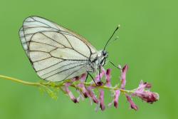 niestrzęp głogowiec foto. Wojciech Ostapowicz