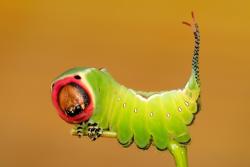 Foto. Wojciech Ostapowicz